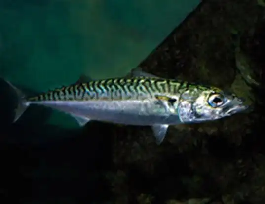 Picture of a pacific chub mackerel (Scomber japonicus)