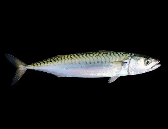 Picture of a atlantic mackerel (Scomber scombrus)