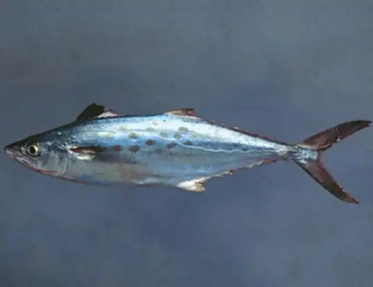Picture of a atlantic spanish mackerel (Scomberomorus maculatus)