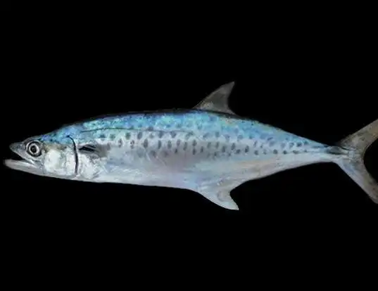 Picture of a west african spanish mackerel (Scomberomorus tritor)