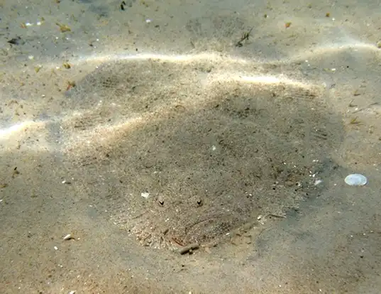 Picture of a brill (Scophthalmus rhombus)