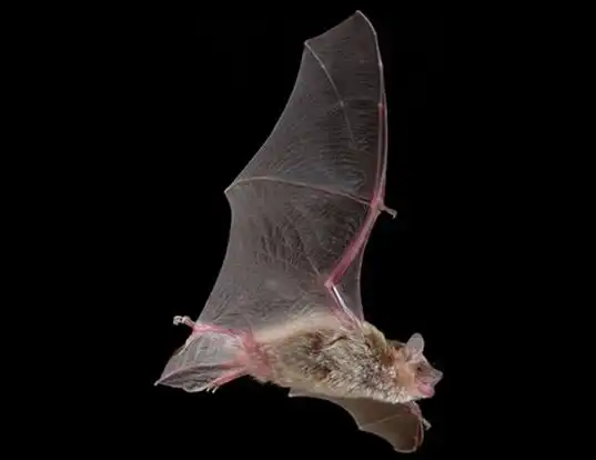 Picture of a inland broad-nosed bat (Scotorepens balstoni)