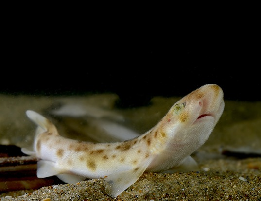 Picture of a small-spotted catshark (Scyliorhinus canicula)