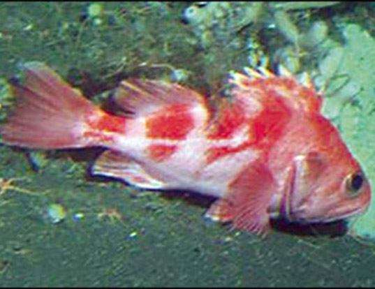 Picture of a rougheye rockfish (Sebastes aleutianus)