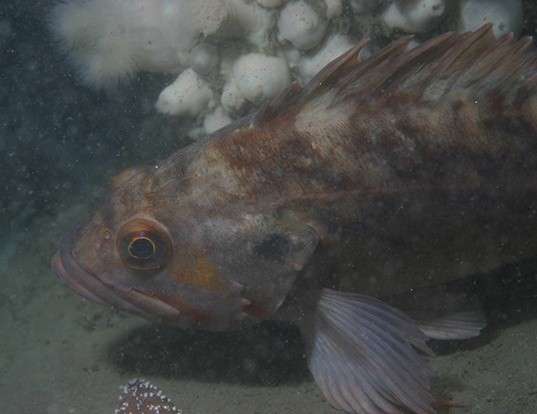 Picture of a brown rockfish (Sebastes auriculatus)