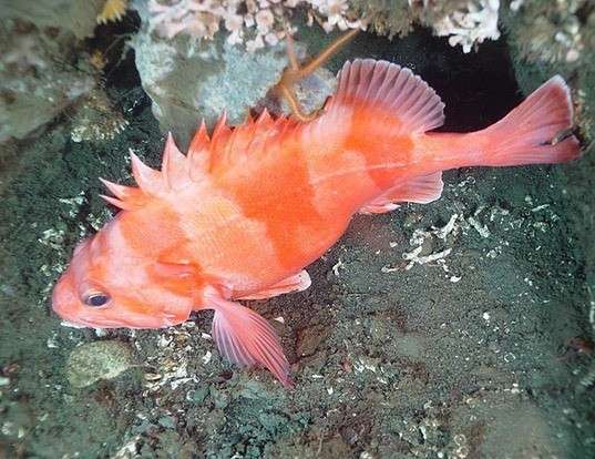 Picture of a redbanded rockfish (Sebastes babcocki)
