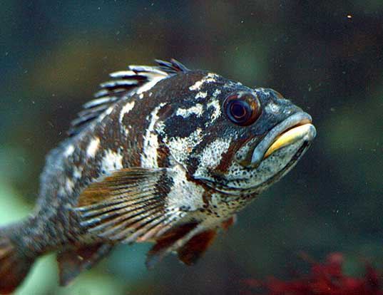 Picture of a gopher rockfish (Sebastes carnatus)