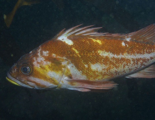 Picture of a copper rockfish (Sebastes caurinus)