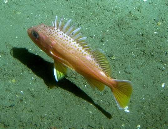Picture of a greenspotted rockfish (Sebastes chlorostictus)
