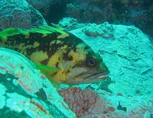 Picture of a black-and-yellow rockfish (Sebastes chrysomelas)