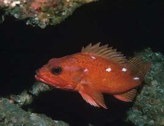 Picture of a starry rockfish (Sebastes constellatus)
