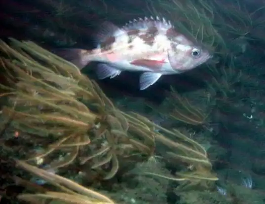 Picture of a darkblotched rockfish (Sebastes crameri)