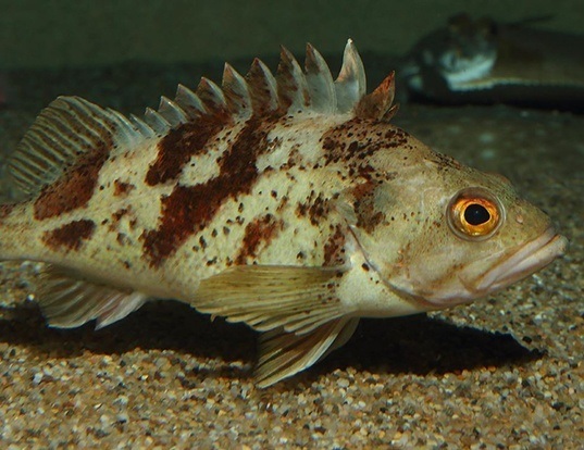 Picture of a calico rockfish (Sebastes dallii)