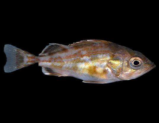 Picture of a splitnose rockfish (Sebastes diploproa)