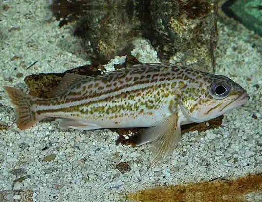 Picture of a greenstriped rockfish (Sebastes elongatus)