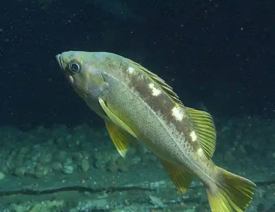 Picture of a yellowtail rockfish (Sebastes flavidus)