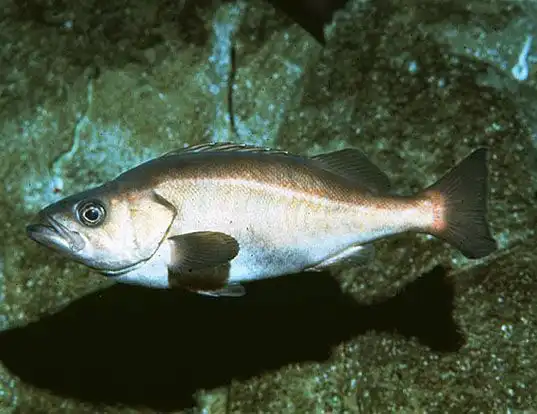 Picture of a chilipepper rockfish (Sebastes goodei)