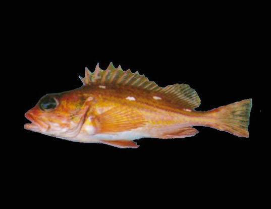 Picture of a rosethorn rockfish (Sebastes helvomaculatus)