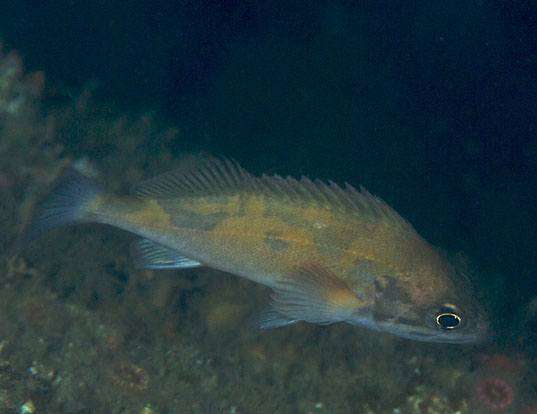 Picture of a squarespot rockfish (Sebastes hopkinsi)