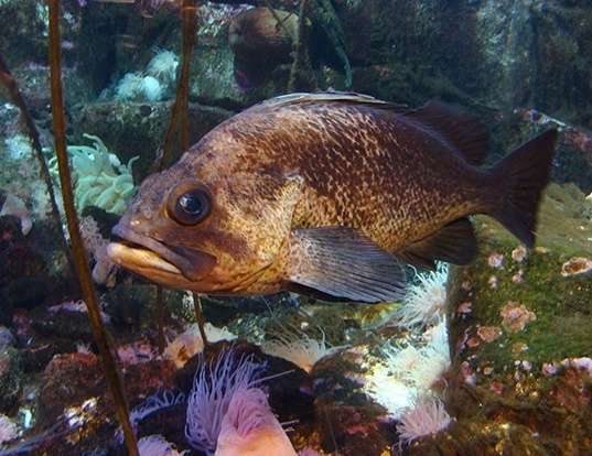 Picture of a quillback rockfish (Sebastes maliger)
