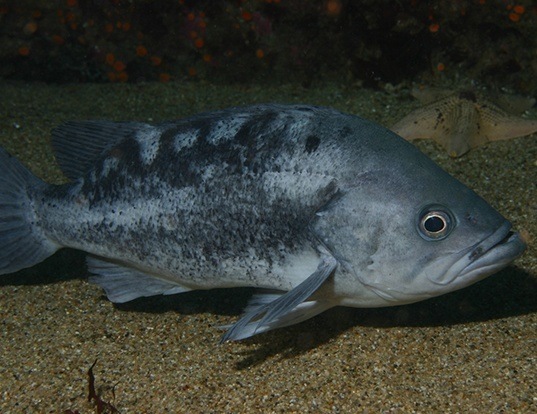 Picture of a black rockfish (Sebastes melanops)