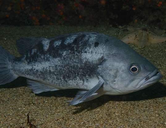 Picture of a black rockfish (Sebastes melanops)