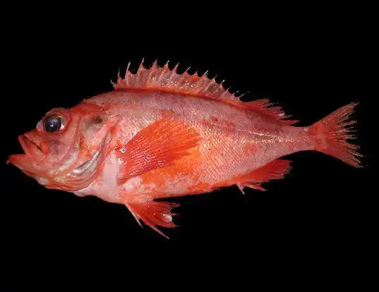 Picture of a deepwater redfish (Sebastes mentella)