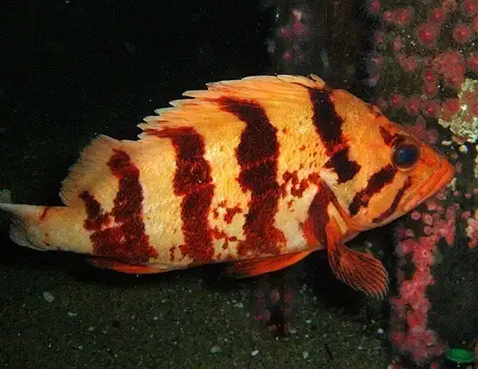 Picture of a tiger rockfish (Sebastes nigrocinctus)