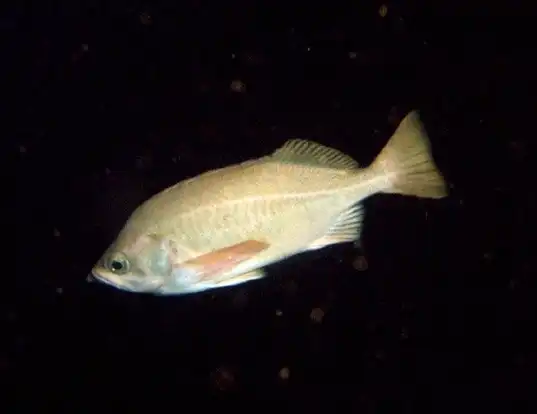 Picture of a speckled rockfish (Sebastes ovalis)
