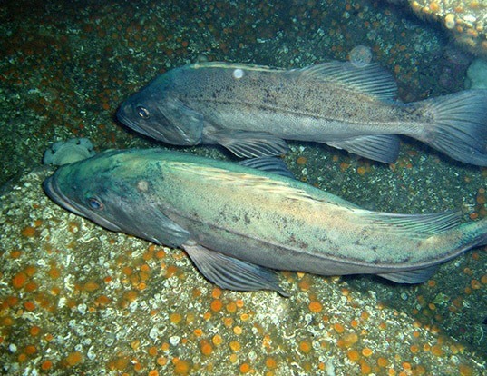 Picture of a bocaccio rockfish (Sebastes paucispinis)