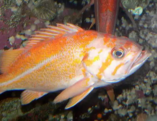 Picture of a canary rockfish (Sebastes pinniger)
