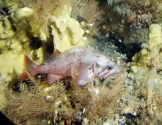 Picture of a northern rockfish (Sebastes polyspinis)