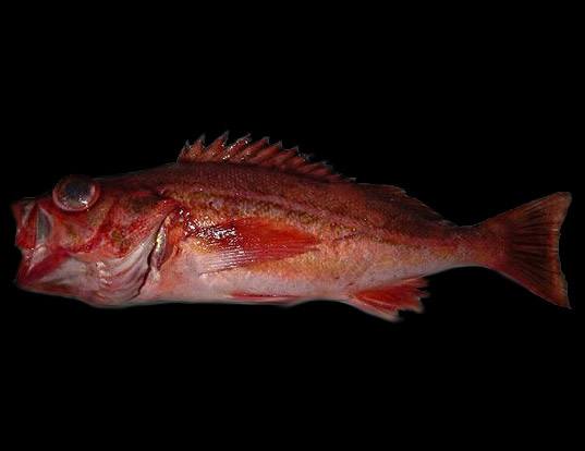 Picture of a redstripe rockfish (Sebastes proriger)