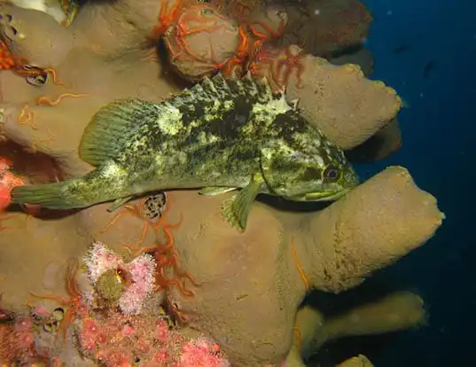 Picture of a grass rockfish (Sebastes rastrelliger)