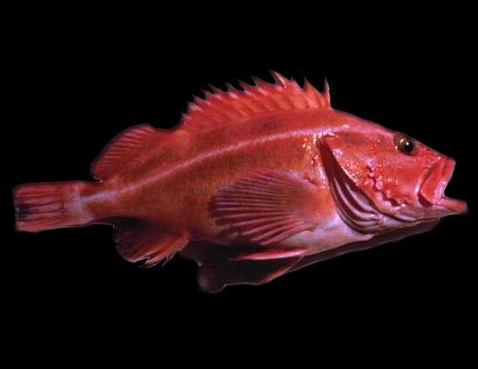 Picture of a yellowmouth rockfish (Sebastes reedi)
