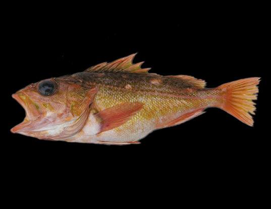 Picture of a greenblotched rockfish (Sebastes rosenblatti)