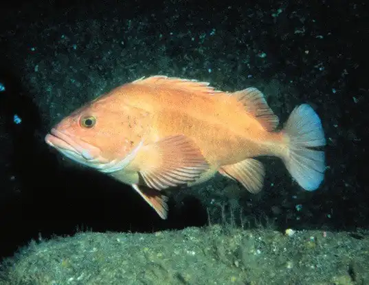 Picture of a yelloweye rockfish (Sebastes ruberrimus)
