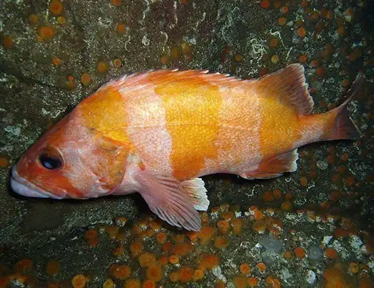 Picture of a flag rockfish (Sebastes rubrivinctus)