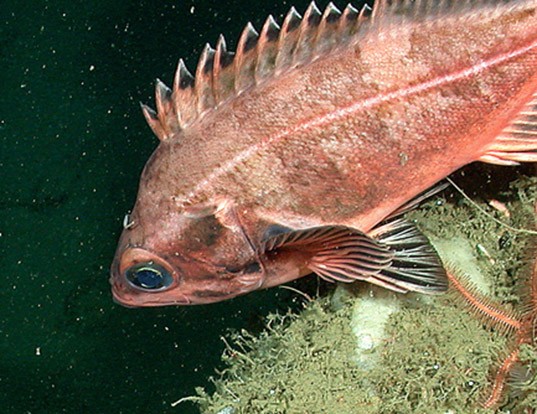 Picture of a bank rockfish (Sebastes rufus)