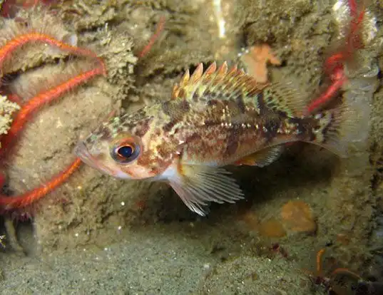 Picture of a stripetail rockfish (Sebastes saxicola)