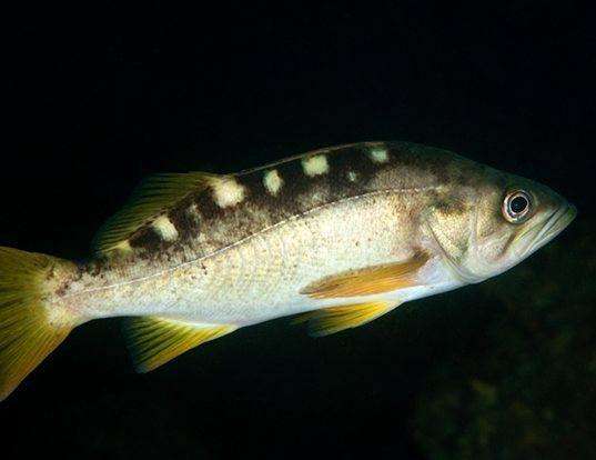 Picture of a olive rockfish (Sebastes serranoides)