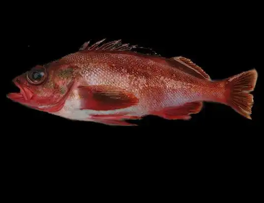 Picture of a harlequin rockfish (Sebastes variegatus)