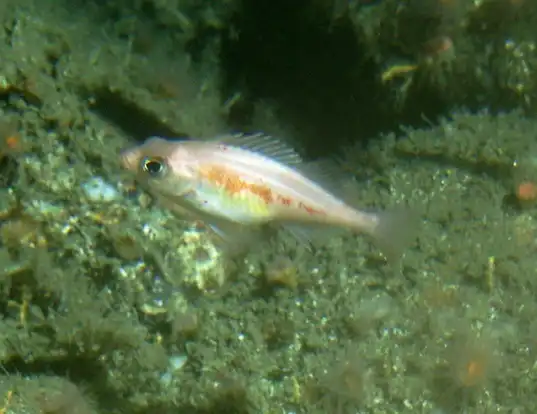 Picture of a pygmy rockfish (Sebastes wilsoni)