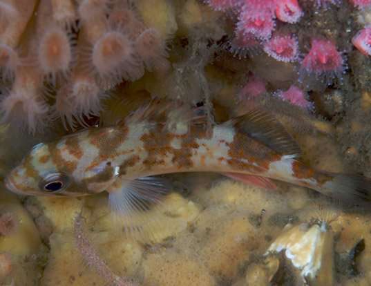 Picture of a sharpchin rockfish (Sebastes zacentrus)