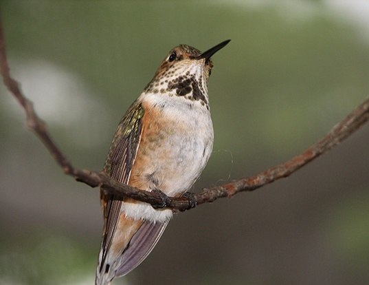 Picture of a calliope hummingbird (Selasphorus calliope)
