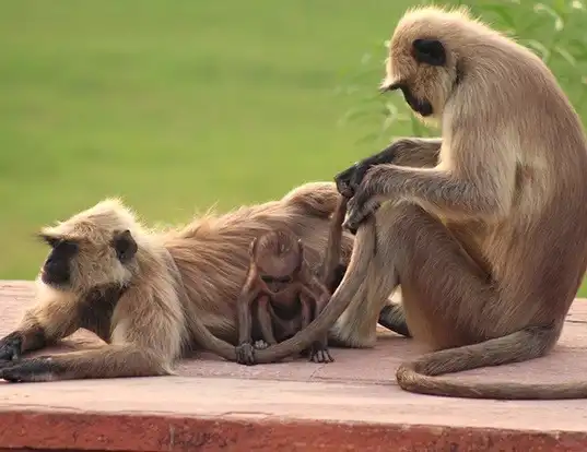 Picture of a northern plains gray langur (Semnopithecus entellus)