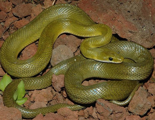 Picture of a green rat snake (Senticolis triaspis)