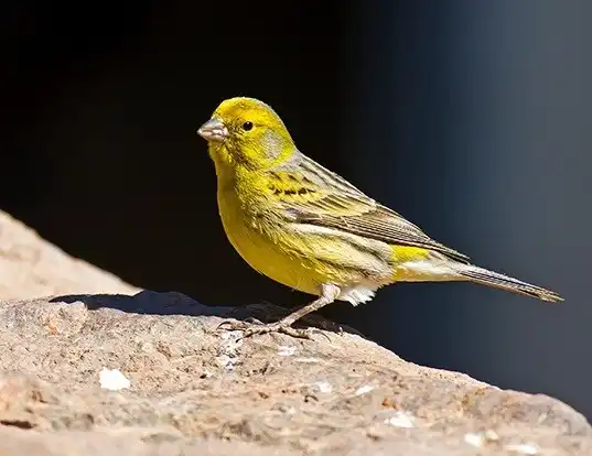 Picture of a island canary (Serinus canaria)