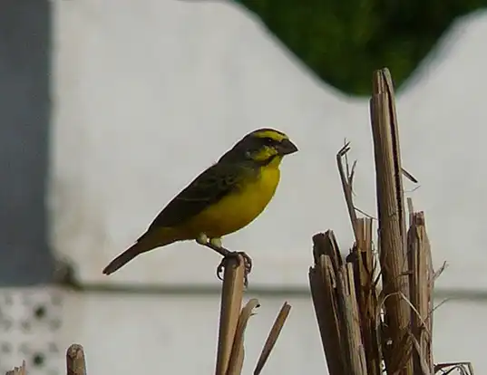 Picture of a yellow-fronted canary (Serinus mozambicus)