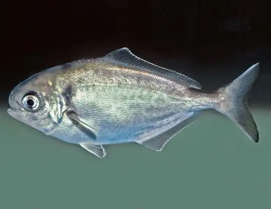 Picture of a warehou (Seriolella brama)